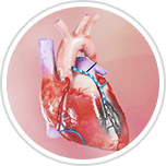 Cardiology